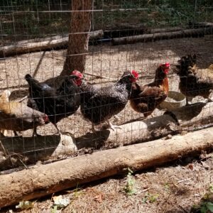 Organic Chicken Feed - Pellets