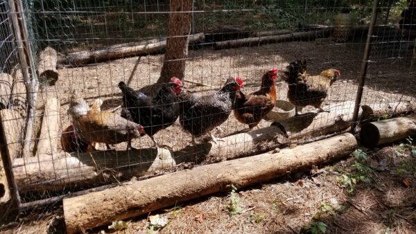 Organic Chicken Feed - Pellets