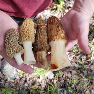 Organic Mushroom Spore Kit