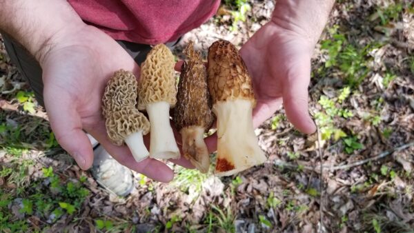 Organic Mushroom Spore Kit